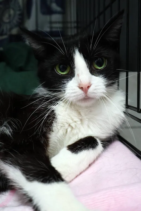 Znaleziono kota, Łódź, 1 lipca 2025 (4/5)