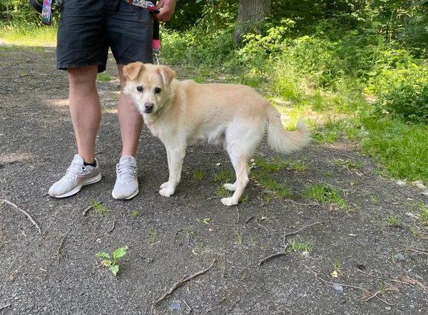 Pies do adopcji, gmina Platerówka, 1 lipca 2025 (2/2)