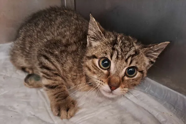 Kot do adopcji, Olsztyn, 27 czerwca 2025