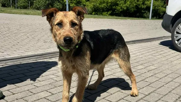 Znaleziono psa, Tatary, 1 lipca 2025