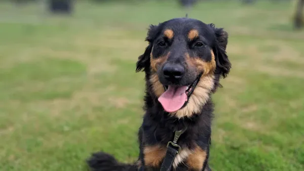 Znaleziono psa, Tatary, 11 czerwca 2025 (1/4)