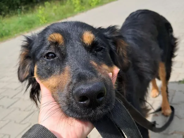 Znaleziono psa, Tatary, 11 czerwca 2025 (3/4)