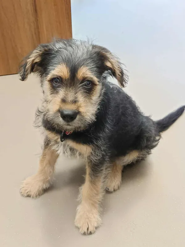 Znaleziono psa, Olsztyn, 30 czerwca 2025