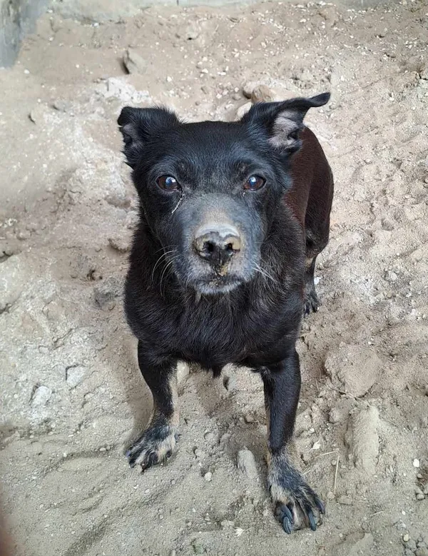 Znaleziono psa, Olsztyn, 29 czerwca 2025