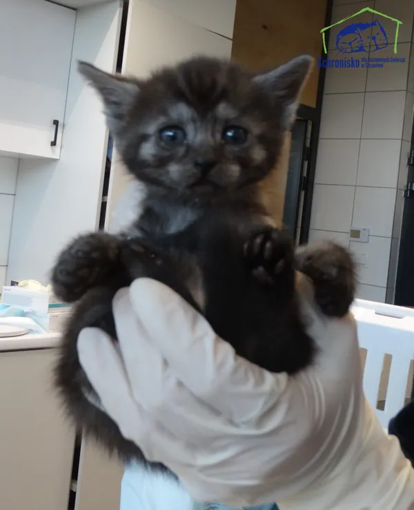 Kot do adopcji, Szczecin, 13 czerwca 2025 (2/2)