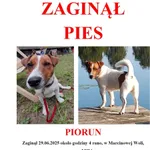 Zaginął pies