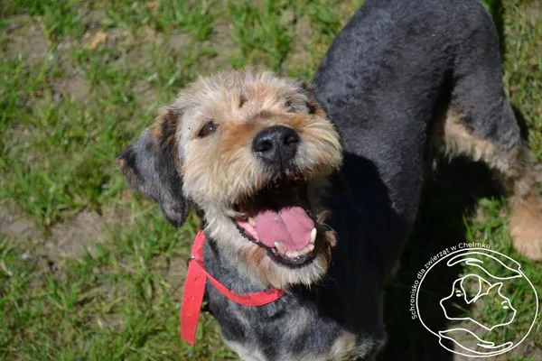 Pies do adopcji, Chełmek, 8 stycznia 2025