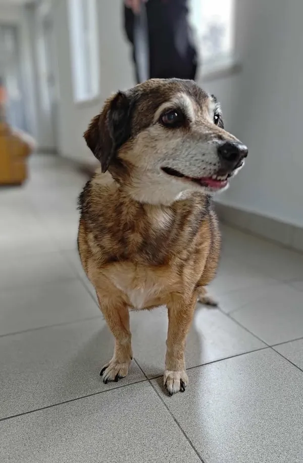 Znaleziono psa, Lublin, 28 czerwca 2025