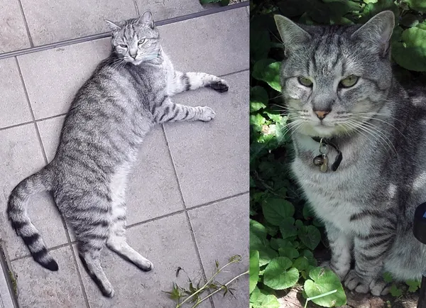 Zaginął kot, Łódź, 1 lipca 2025