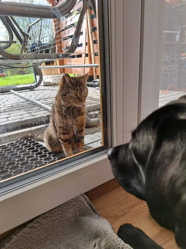 Zaginął kot, Łódź, 1 lipca 2025