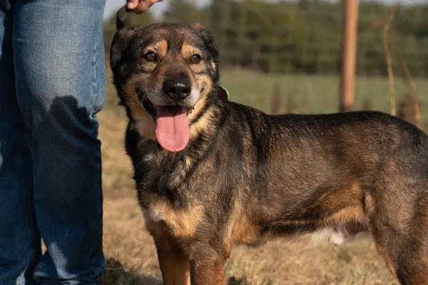 Oddam psa, Warszawa, Odolany, 2 lipca 2025 (1/5)