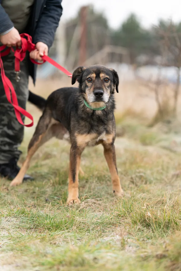 Oddam psa, Warszawa, Odolany, 2 lipca 2025 (2/5)