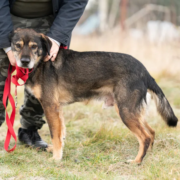 Oddam psa, Warszawa, Odolany, 2 lipca 2025 (3/5)