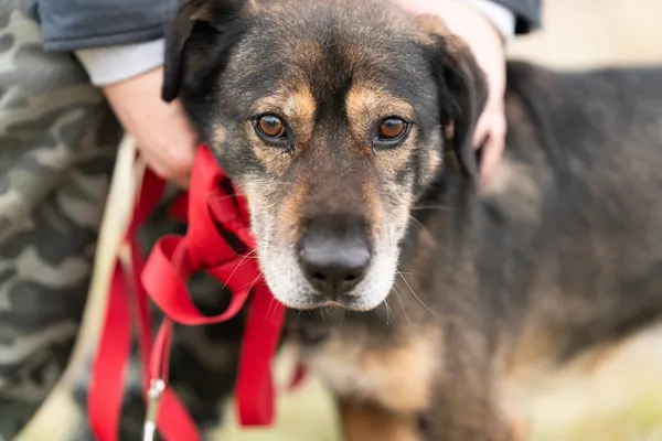 Oddam psa, Warszawa, Odolany, 2 lipca 2025 (4/5)