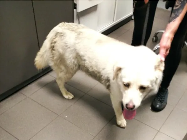 Znaleziono psa, Bydgoszcz, 1 lipca 2025