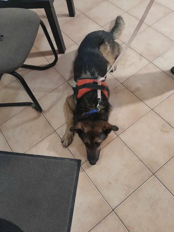 Oddam psa, Warszawa, Kamionek, 2 lipca 2025 (3/5)