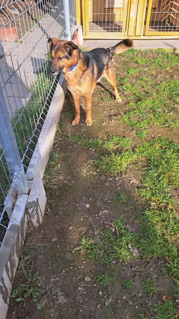 Oddam psa, Warszawa, Kamionek, 2 lipca 2025 (4/5)