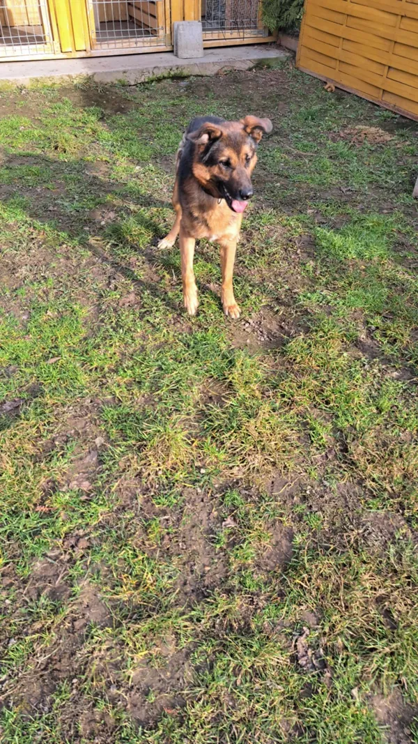 Oddam psa, Warszawa, Kamionek, 2 lipca 2025 (5/5)