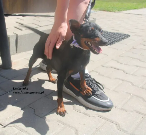 Pies do adopcji, Nowy Dwór Mazowiecki, 2 lipca 2025 (4/4)