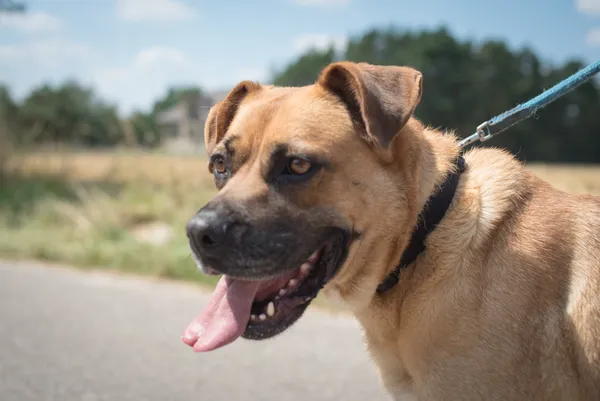 Oddam psa, Radom, Kaptur, 2 lipca 2025 (1/5)