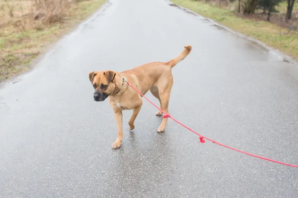 Oddam psa, Radom, Kaptur, 2 lipca 2025 (2/5)