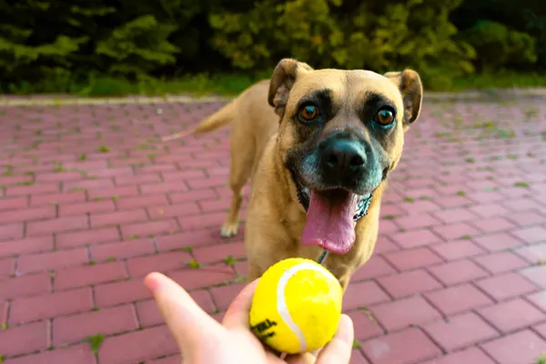 Oddam psa, Radom, Kaptur, 2 lipca 2025 (5/5)