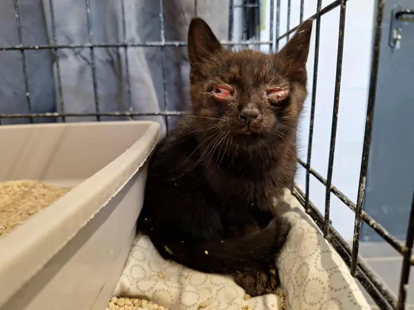 Znaleziono kota, Sosnowiec, 1 lipca 2025 (1/5)