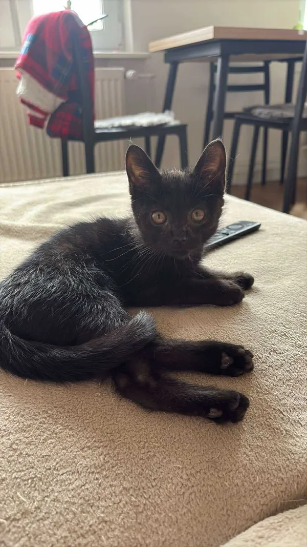 Znaleziono kota, Sosnowiec, 1 lipca 2025 (2/5)