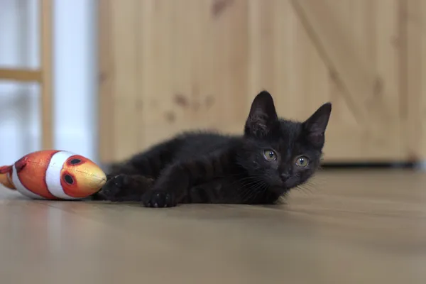 Znaleziono kota, Sosnowiec, 1 lipca 2025 (3/5)