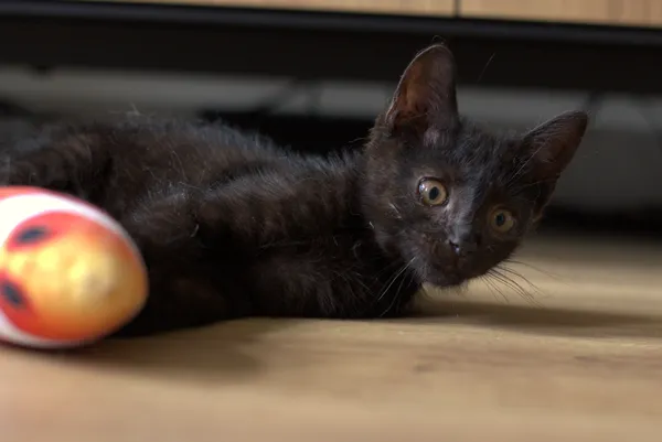 Znaleziono kota, Sosnowiec, 1 lipca 2025 (5/5)