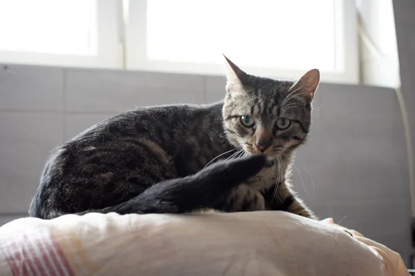 Znaleziono kota, Sosnowiec, 1 lipca 2025 (1/5)