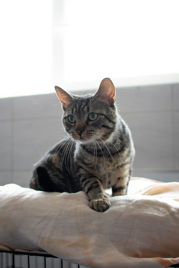 Znaleziono kota, Sosnowiec, 1 lipca 2025 (3/5)