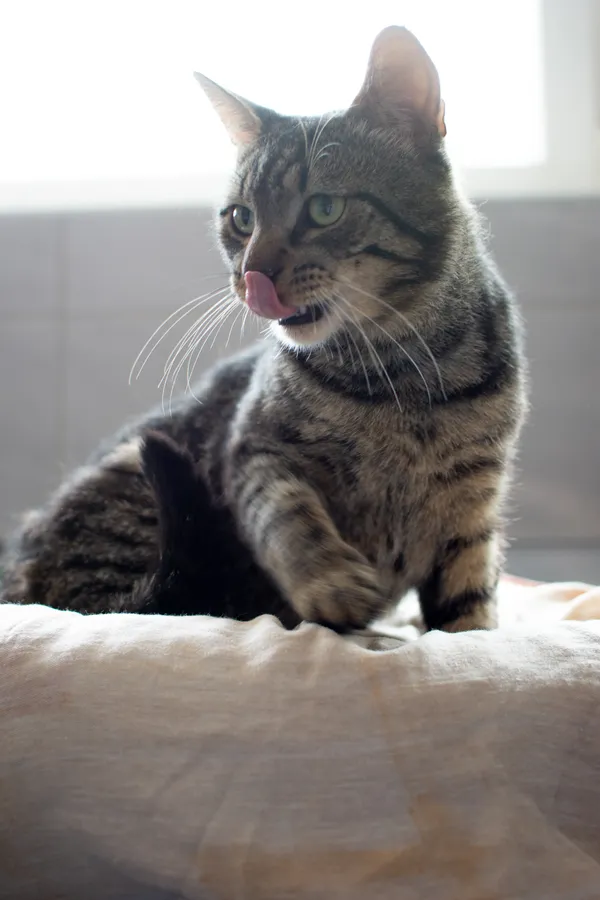 Znaleziono kota, Sosnowiec, 1 lipca 2025 (5/5)