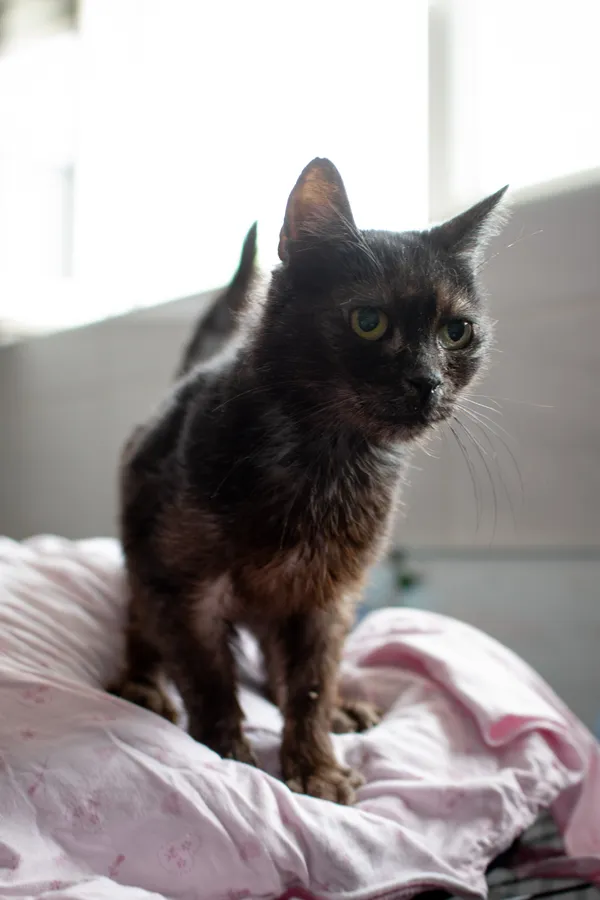 Znaleziono kota, Sosnowiec, 1 lipca 2025 (1/5)