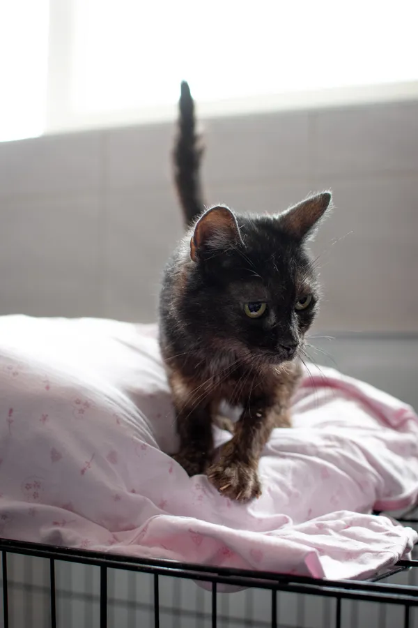 Znaleziono kota, Sosnowiec, 1 lipca 2025 (2/5)