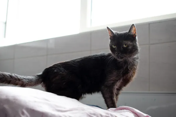 Znaleziono kota, Sosnowiec, 1 lipca 2025 (3/5)