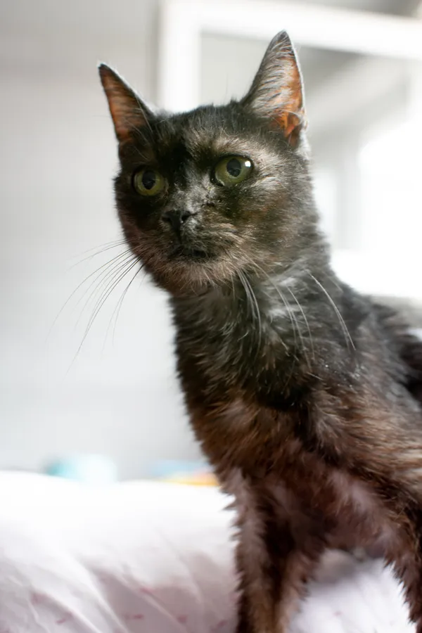 Znaleziono kota, Sosnowiec, 1 lipca 2025 (4/5)