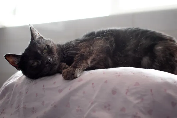 Znaleziono kota, Sosnowiec, 1 lipca 2025 (5/5)