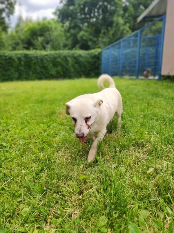 Pies do adopcji, Tychy, 6 czerwca 2025