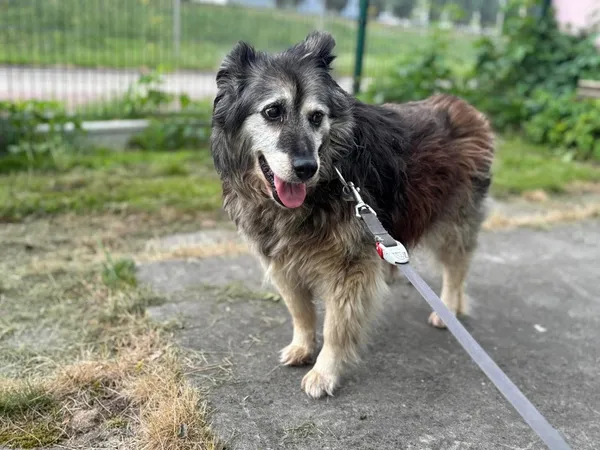 Pies do adopcji, Tychy, 2 czerwca 2025