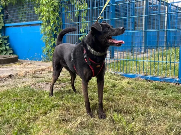 Pies do adopcji, Tychy, 30 maja 2025