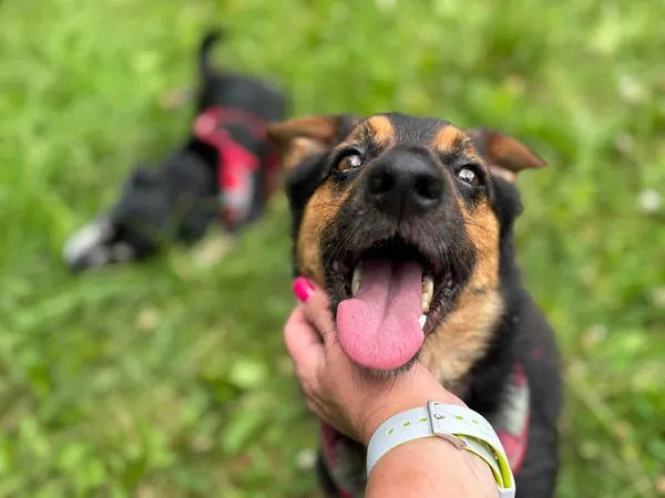 Pies do adopcji, Tychy, 23 maja 2025