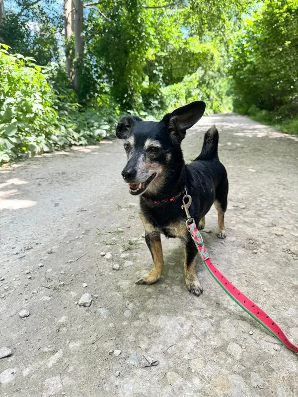 Pies do adopcji, Tychy, 16 maja 2025