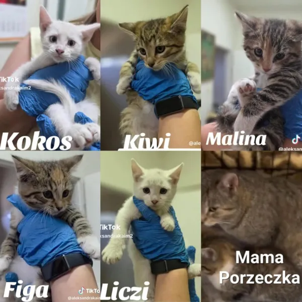 Kot do adopcji, Radom, 2 lipca 2025 (1/5)