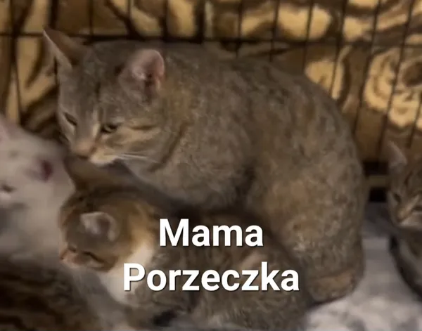 Kot do adopcji, Radom, 2 lipca 2025 (2/5)