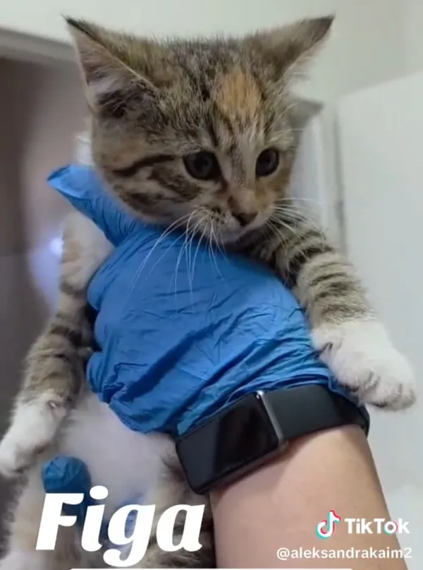 Kot do adopcji, Radom, 2 lipca 2025 (3/5)