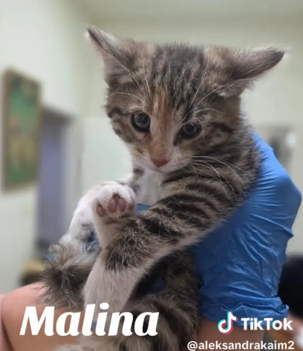 Kot do adopcji, Radom, 2 lipca 2025 (4/5)