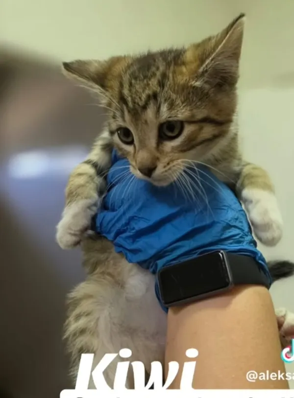 Kot do adopcji, Radom, 2 lipca 2025 (5/5)