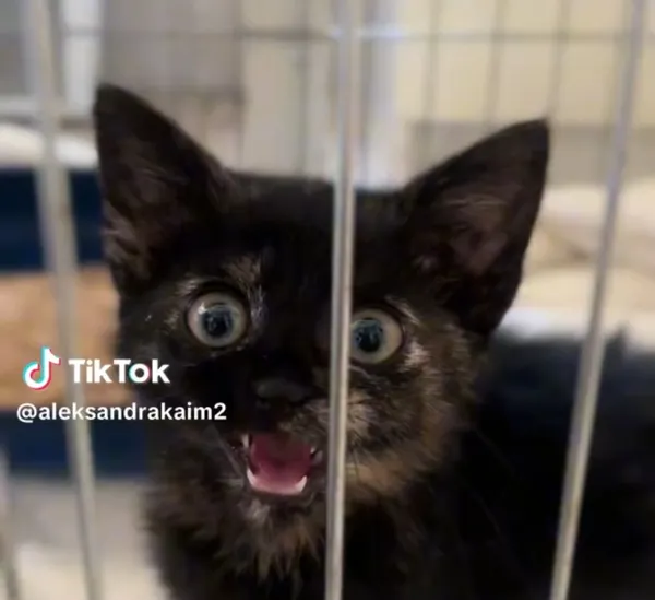 Kot do adopcji, Radom, 2 lipca 2025