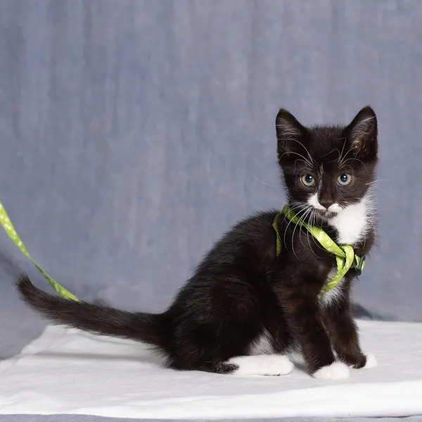 Kot do adopcji, Gdańsk, 2 lipca 2025